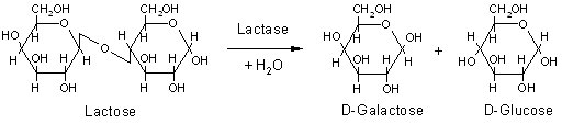 Lactase1.jpg